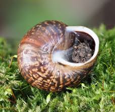 Attēlu rezultāti vaicājumam “Arianta arbustorum”