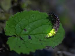 Attēlu rezultāti vaicājumam “Lampyris noctiluca”