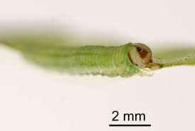 Attēlu rezultāti vaicājumam “Nematus salicis larva”