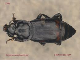 Attēlu rezultāti vaicājumam “Nicrophorus investigator imago”