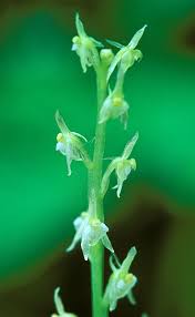 Attēlu rezultāti vaicājumam “Malaxis monophyllos flower”