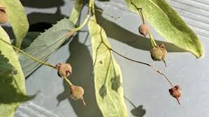 Attēlu rezultāti vaicājumam “Tilia platyphyllos Laciniata fruit”