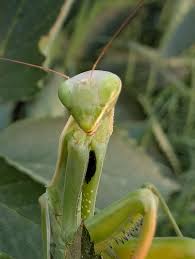 Attēlu rezultāti vaicājumam “Mantis religiosa”