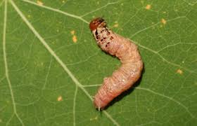 Attēlu rezultāti vaicājumam “Caenolyda reticulata”