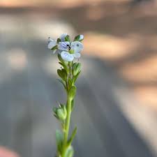 Attēlu rezultāti vaicājumam “Veronica serpyllifolia flower”