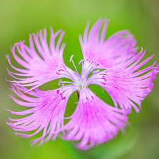 Image result for Dianthus superbus