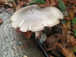 Attēlu rezultāti vaicājumam “Clitocybe nebularis”
