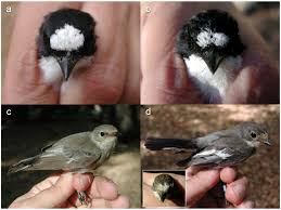 Attēlu rezultāti vaicājumam “Ficedula hypoleuca male”