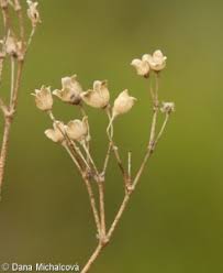 Attēlu rezultāti vaicājumam “Gypsophila fastigiata leaf”