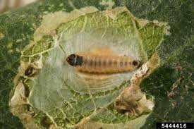 Attēlu rezultāti vaicājumam “Tischeriidae”