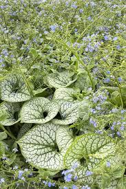 Attēlu rezultāti vaicājumam “Brunnera macrophylla”