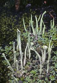 Attēlu rezultāti vaicājumam “Cladonia ramulosa”