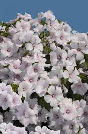 Image result for Lavatera trimestris