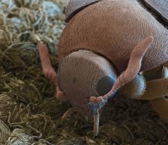 Attēlu rezultāti vaicājumam “Attagenus smirnovi”