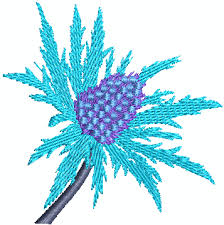 Image result for Blaudistel