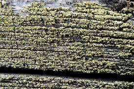 Attēlu rezultāti vaicājumam “Calicium adspersum”