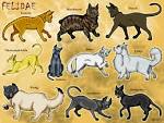 Felidae by *pookyns-5 on deviantART