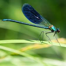 Attēlu rezultāti vaicājumam “Calopteryx splendens”