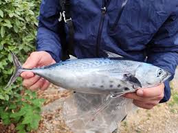 Image result for Sarda sarda