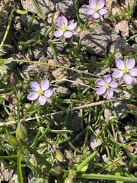 Attēlu rezultāti vaicājumam “Spergularia rubra leaf”