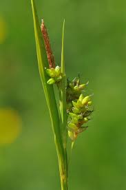 Attēlu rezultāti vaicājumam “Carex pallescens”