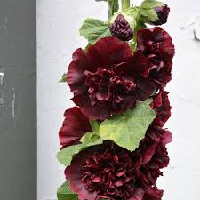 Image result for Stockrose