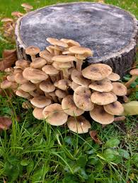 Attēlu rezultāti vaicājumam “Armillaria mellea”