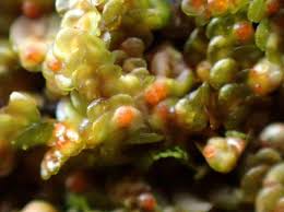 Attēlu rezultāti vaicājumam “Lamprospora tortulae-ruralis”