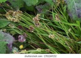 Attēlu rezultāti vaicājumam “Luzula pilosa flower”