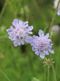 Image result for Scabiosa canescens