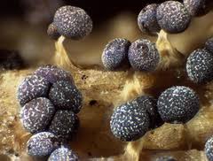 Attēlu rezultāti vaicājumam “Physarum leucopus”