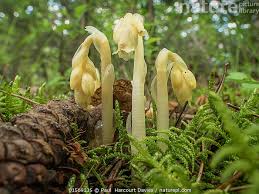 Attēlu rezultāti vaicājumam “Monotropa hypopitys”