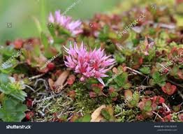 Attēlu rezultāti vaicājumam “Phedimus spurius flower”