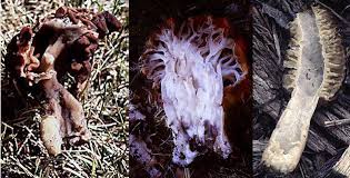Attēlu rezultāti vaicājumam “Gyromitra esculenta”