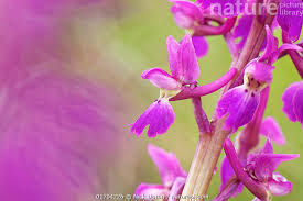 Attēlu rezultāti vaicājumam “Orchis mascula flower”