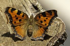Attēlu rezultāti vaicājumam “Nymphalis polychloros upperside”