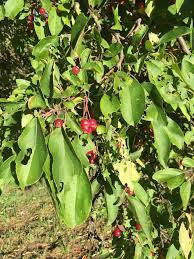 Attēlu rezultāti vaicājumam “Malus baccata fruit”