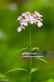 Attēlu rezultāti vaicājumam “Cardamine bulbifera flower”