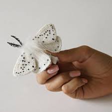 Attēlu rezultāti vaicājumam “Spilosoma lubricipeda”