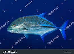 Image result for Caranx melampygus