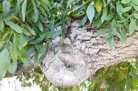 Attēlu rezultāti vaicājumam “Juglans x sinensis fruit”