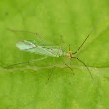 Attēlu rezultāti vaicājumam “Blepharidopterus angulatus”