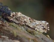 Attēlu rezultāti vaicājumam “Morophaga choragella”