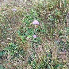 Attēlu rezultāti vaicājumam “Succisa pratensis leaf”