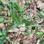 Attēlu rezultāti vaicājumam “Festuca altissima leaf”