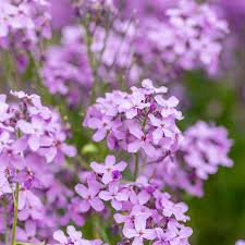 Image result for Hesperis matronalis