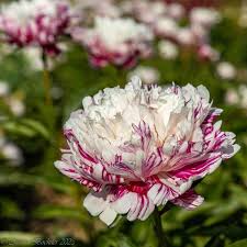 Image result for Pfingstrose