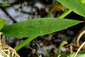 Attēlu rezultāti vaicājumam “Alisma lanceolatum leaf”