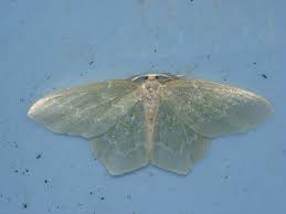 Attēlu rezultāti vaicājumam “Jodis putata”