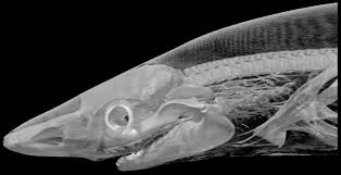 Image result for Rhizoprionodon terraenovae